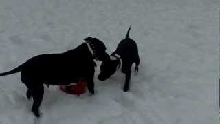 Staffordshire Bull Terrier Es Need A Home. Honey & Misty.