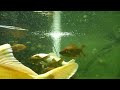 Panasonic Lumix DMC-FT1 Water test