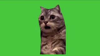 Surprised cat because I’m not able to find it anywhere else than a meme compilation | green screen