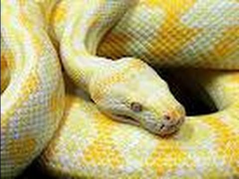 Snake Bytes TV - Aussie Pythons : SnakeBytesTV