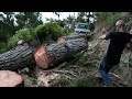 How to mill a tree using an Alaskan Chainsaw mill