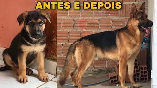 Evolução Do Pastor Alemão Filhote Baruk