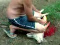 matando porco