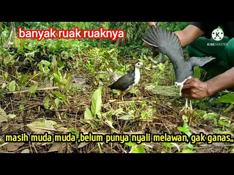 resiko mikat ruak ruak,,  masih muda ,belum punya nyali,,,untuk melawan,