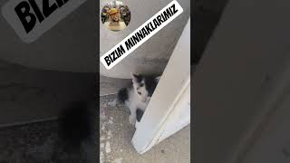 Bu Kadar Tatlı Olmak Yasak Olmalı