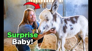 We Get Emotional After Something Happens To Rescued Donkey Ep. 70