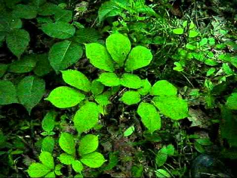 tennessee ginseng