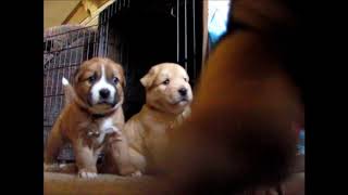Puppies