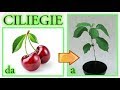 come ottenere un ciliegio dagli scarti del frutto, a costo zero, cherry tree, ce