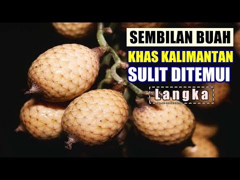 9 BUAH KHAS KALIMANTAN YANG SULIT DITEMUI (langka) || BUAH KALIMANTAN || BUAH HUTAN