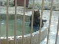 Видео семья медведей симферопольского зоопарка.AVI