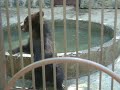 Video семья медведей симферопольского зоопарка.AVI