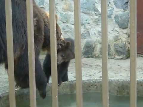 семья медведей симферопольского зоопарка.AVI