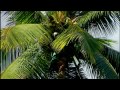 Ghosts Of Sulawesi Full Doentary