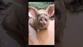 Ton Animal Drôle Selon Ton Mois