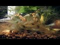 CRYSTAL BLACK SHRIMP and Blue Pearl Shrimps
