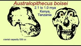 Pl3 Hominids Australopithecus Boisei