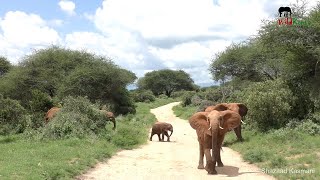 Warned By An Elephant, A Bachelors Love Song | On Safari In Tsavo East #2