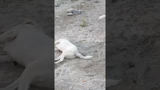 Lucy Se Esfregando Na Areia.
