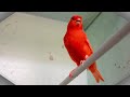 Canary