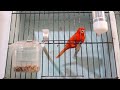 Canary