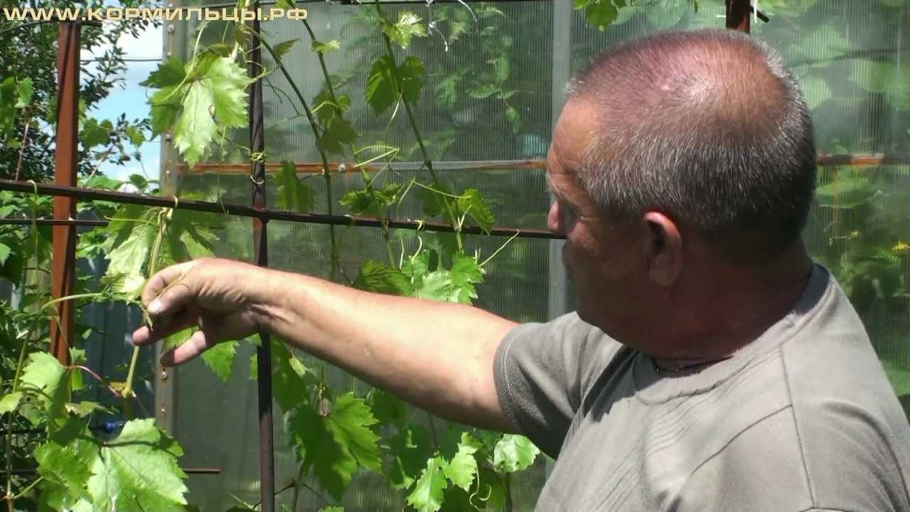 Виноград технология выращивания 64