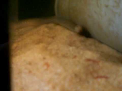 Header of Afromastacembelus frenatus