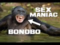 Bonobo Facts - The Peaceful Sex Maniac - Animal a Day
