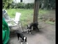 köpek sikisi