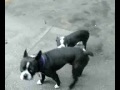 köpek sikisi