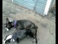 köpek sikisi