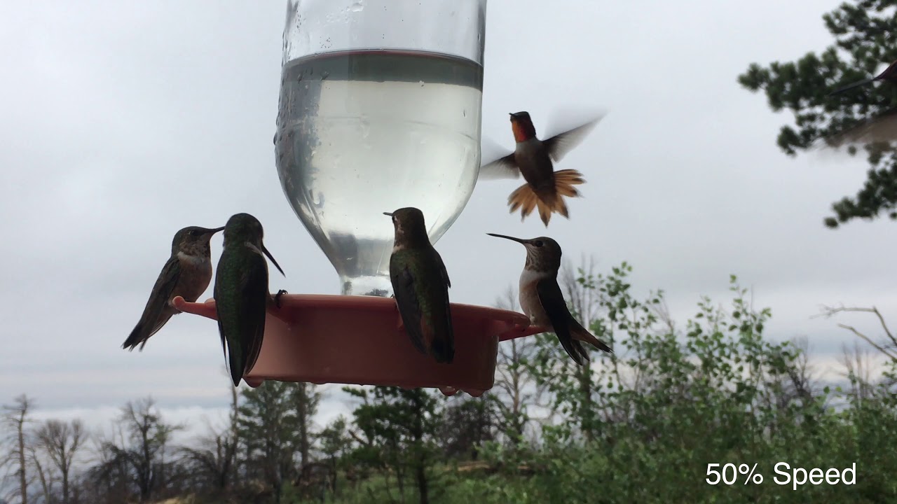 Hummingbirds of the Rocky Mountains