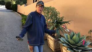 Pasadena Historic Home Succulent Garden Installation Day 1 (Tips on Barrel Cactus and Plant Haul)