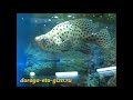 Video Севастопольский аквариум