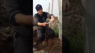 Kestane Dikimi Nasil Olmali.. Fidan Dikiminde Dikkat Edilmesi Gerekenler