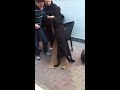 Cane in calore