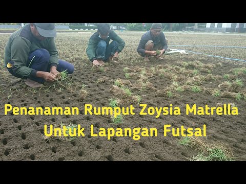 Pembuatan Lapangan Futsal Penanaman Rumput Zoysia Matrella