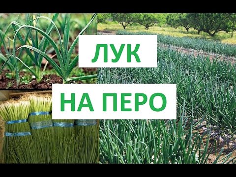 Технология выращивания лука из семян на перо 68