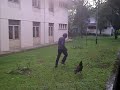 image Persiapan Melatih Ayam Aduan