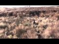 Nueces Helicopter Pig Hunt (no music) Video