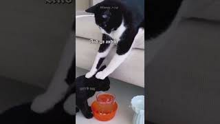 Cat Bubble Fart