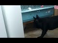 Batman and Dodo fouling around while Bibi singing & Azzaro watchin'em like a BOSS :)