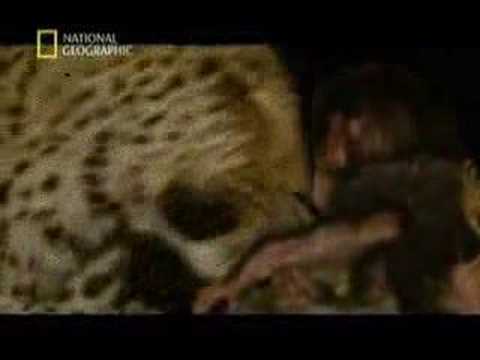 Minilogue - The Leopard (extrawelt remix)