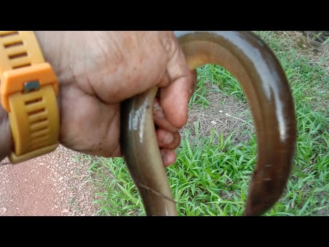 PEMANGSA DIDALAM LOBANG🔥   TARIKAN SANG PENJAGA LOBANG👍