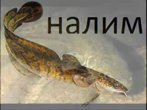 ловля налима в свердловской обл ловля налима в свердловской обл