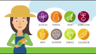 ¿Qué es un GMO?