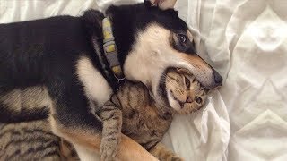 Cute is Not Enough - Funny Cats and Dogs Compilation #257