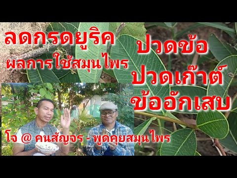 ปวดเก๊าต์ข้ออักเสบลดกรดยูริค@สมุนไพร #โจฮักนะสารคาม EP.1136