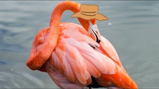 Animal Facts: Flamingo