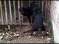 apareamiento de rottwailer